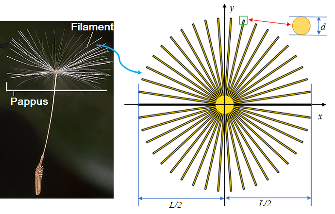 dandelion-seed-structure