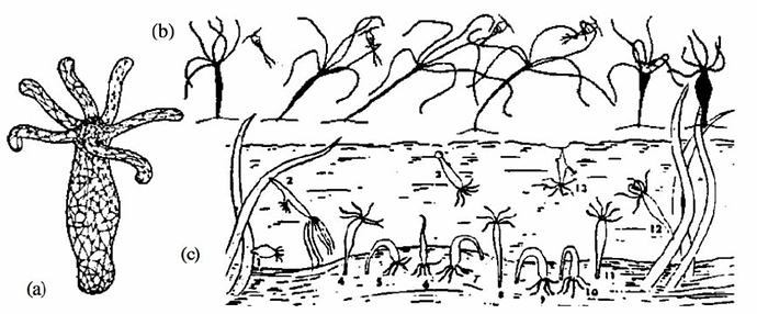 Hydra-has-only-an-undifferentiated-nerve-net-a-yet-catches-prey-by-coordinated-action