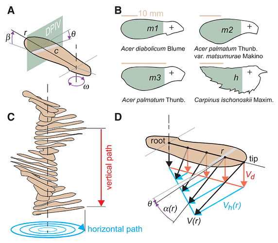 Leading-Edge Vortices Elevate Lift of Autorotating Plant Seeds