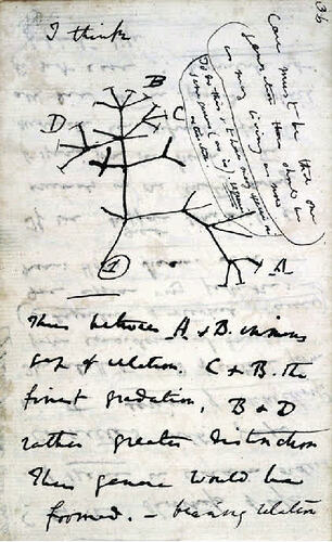 Sketch of an evolutionary tree of life from Charles Darwin's notebook