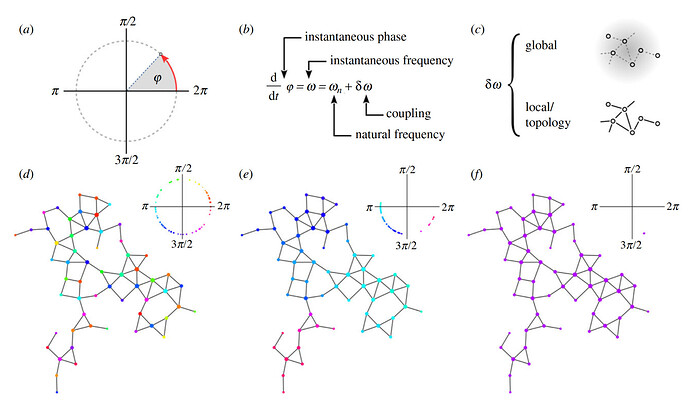 Slime-mould computation - Oscillations, coupling and synchronization